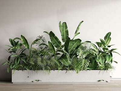 Monstera Deliciosa indoor plant with large fenestrated leaves