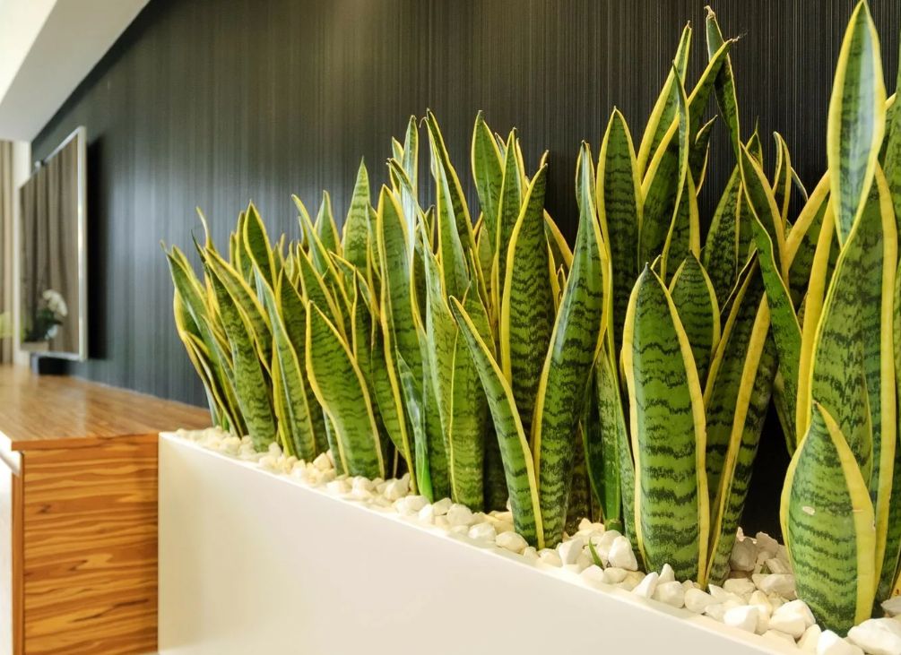 Snake plant Sansevieria with upright green leaves