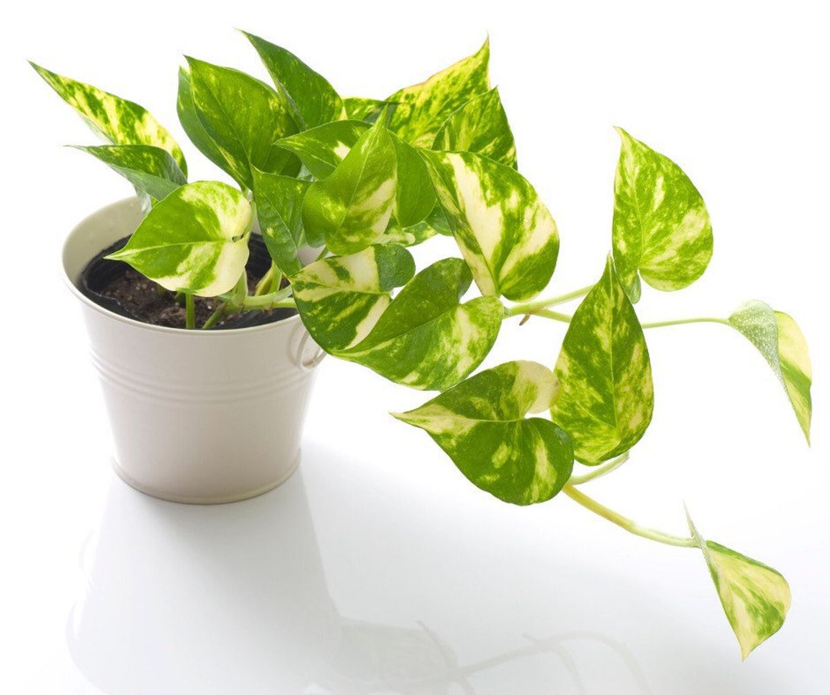 Golden Pothos cascading plant with heart-shaped variegated leaves