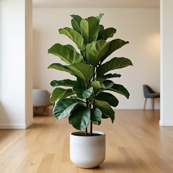 Fiddle Leaf Fig tree with large glossy leaves